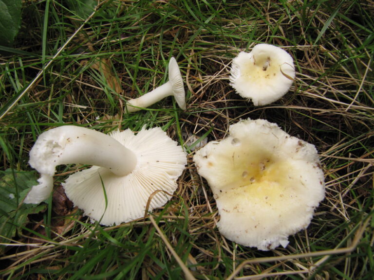 holubinka sluneční (Russula solaris)