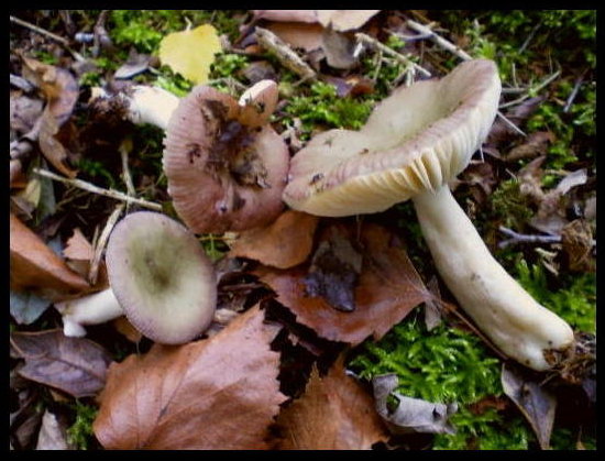 holubinka štíhlá (Russula gracillima)