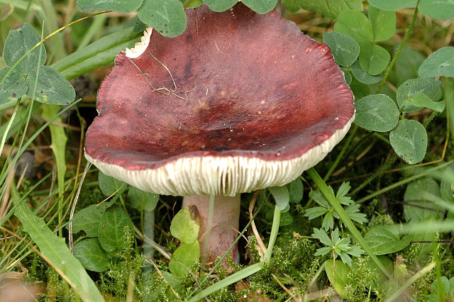 holubinka tmavopurpurová (Russula fuscorubroides)
