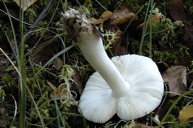 holubinka unylá (Russula versicolor)