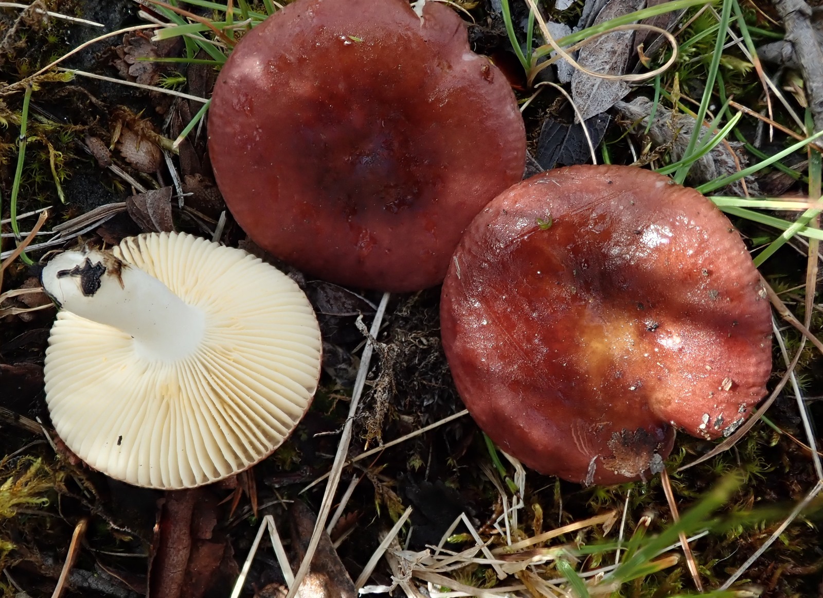 Holubinka vrbová (Russula saliceticola)