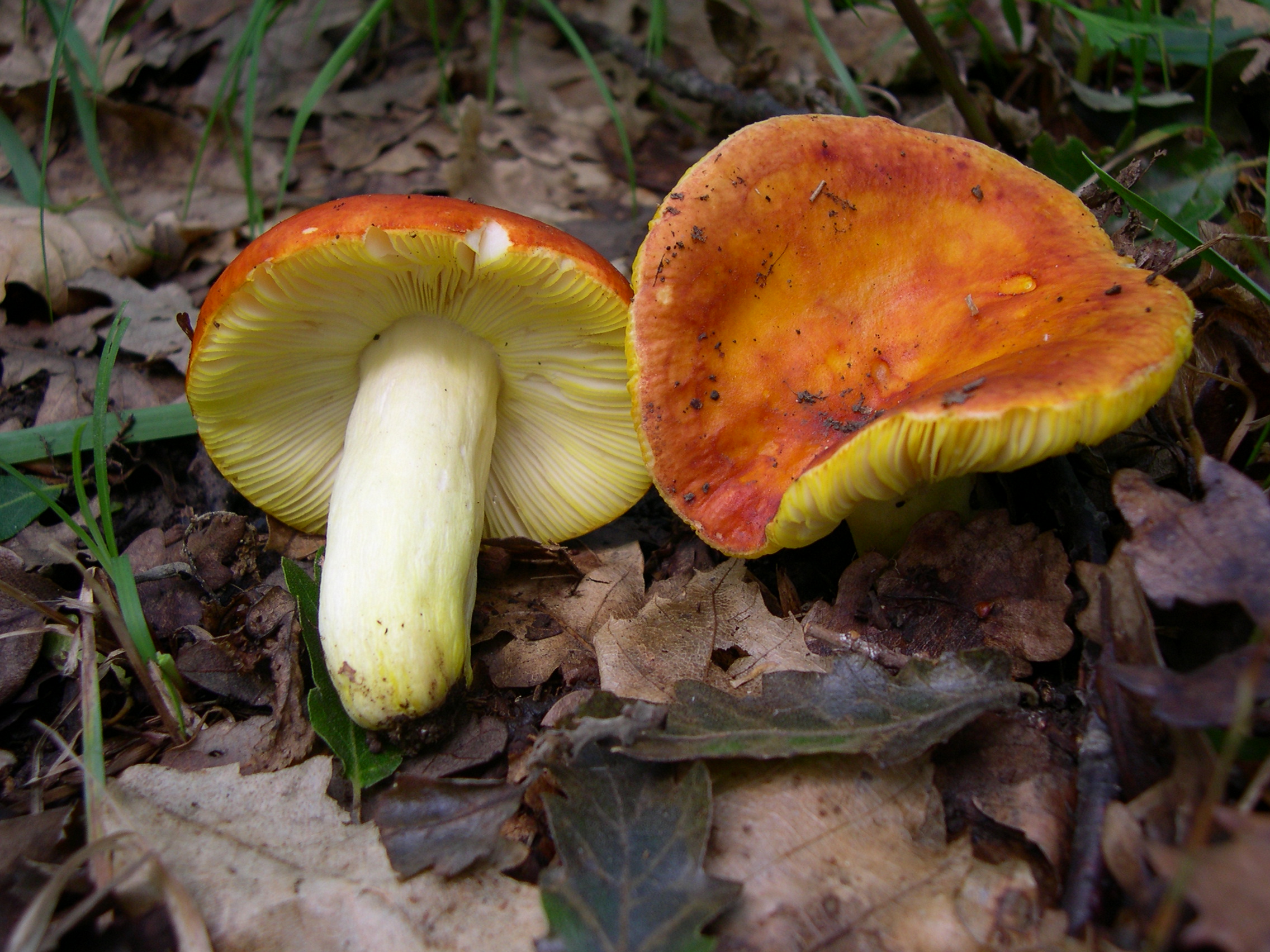 holubinka zlatá (Russula aurea)