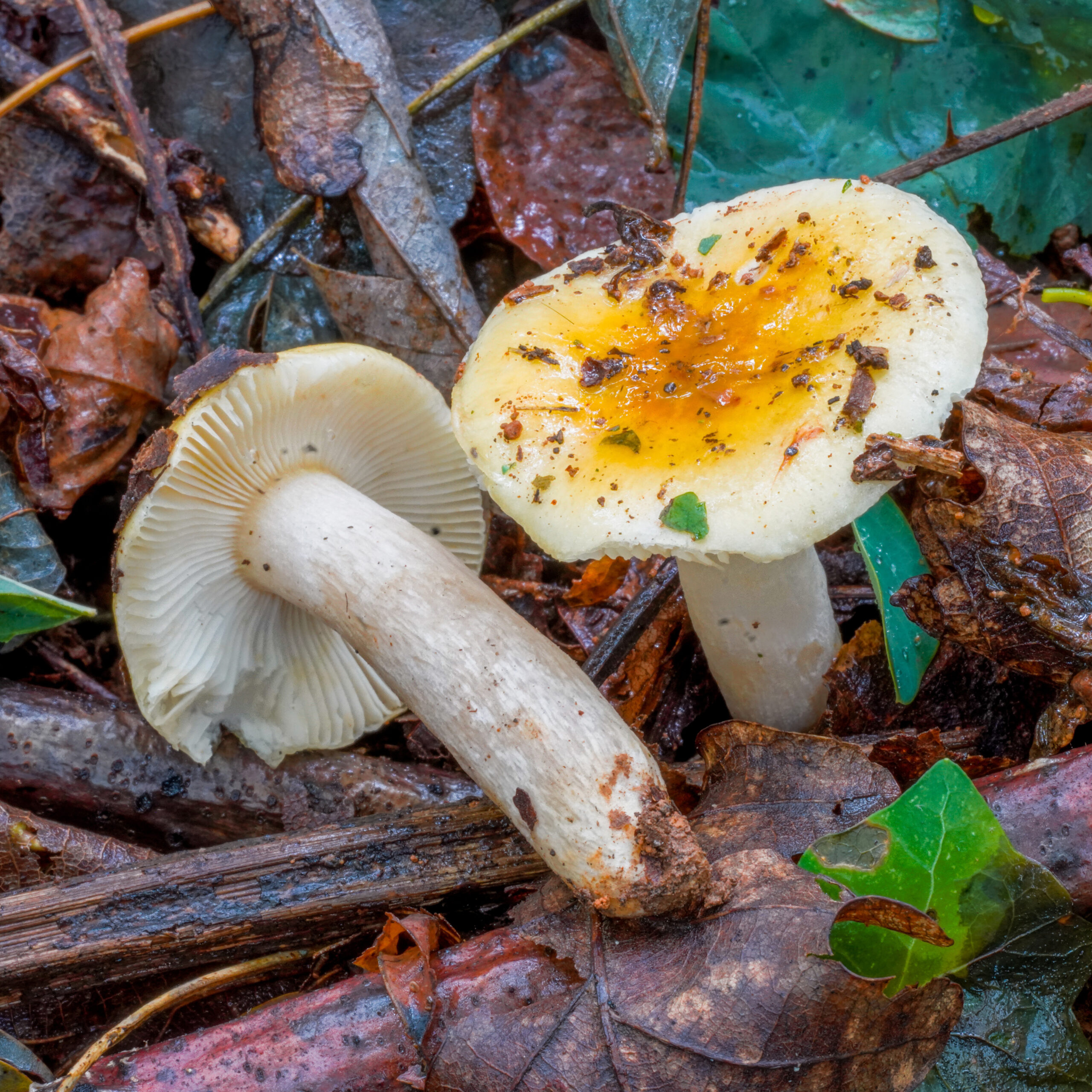 holubinka žlučová (Russula fellea)