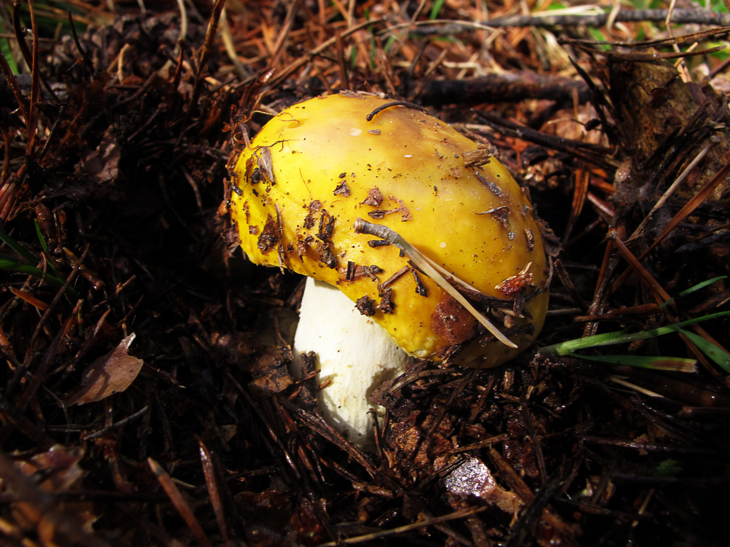 Holubinka žlutá (Russula lutea)