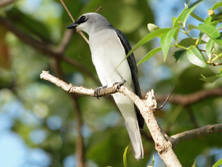 housenčík papuánský (Coracina papuensis)