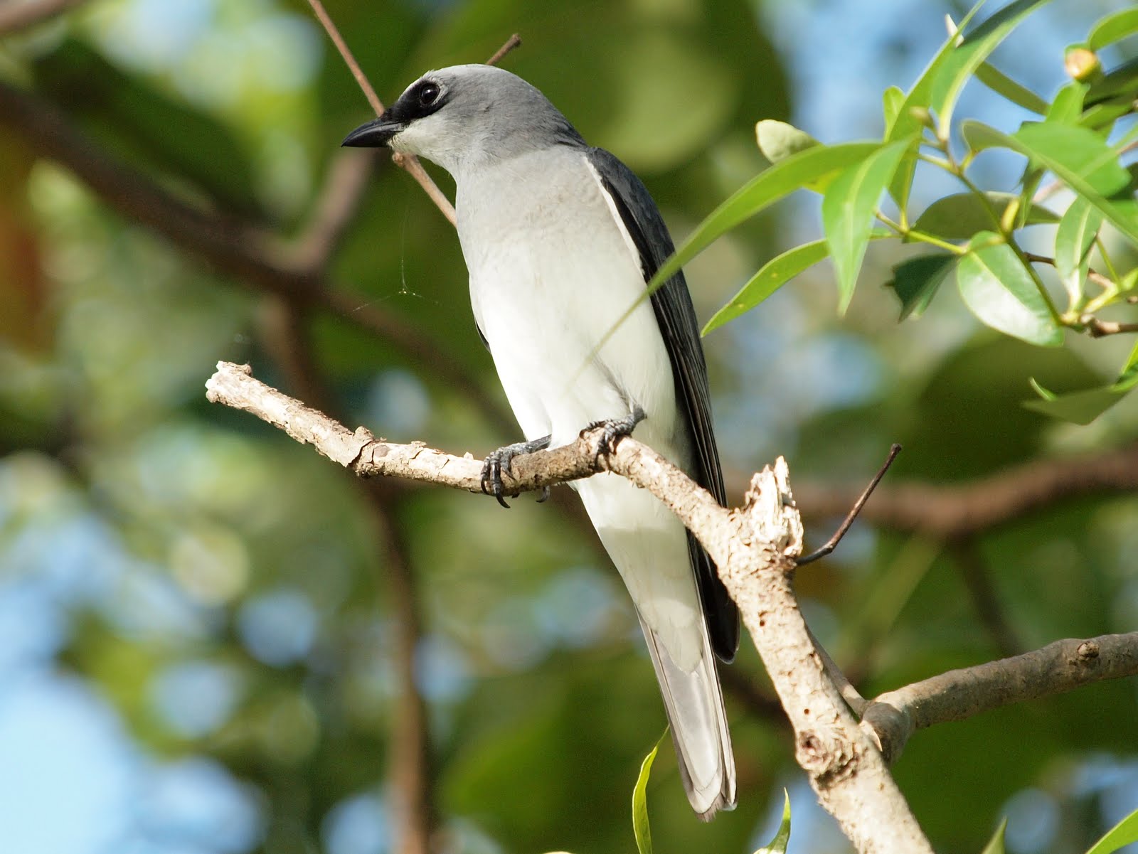 housenčík papuánský (Coracina papuensis)
