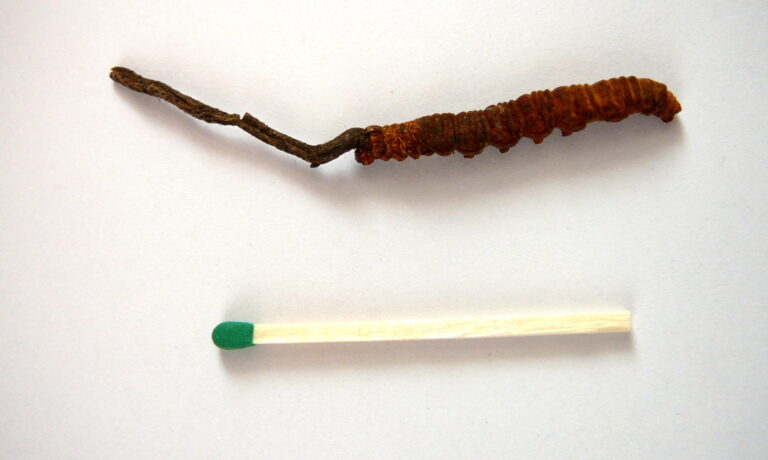 housenice čínská (Ophiocordyceps sinensis)