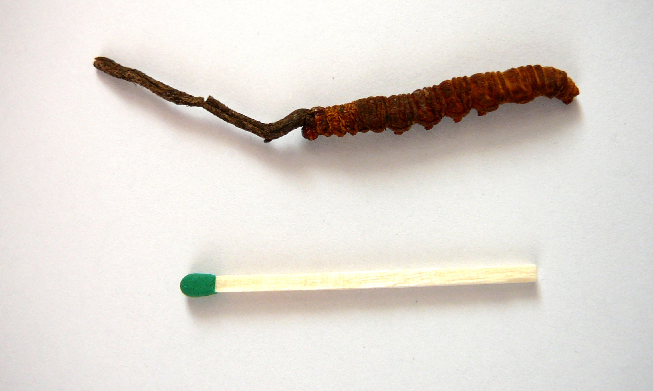 housenice čínská (Ophiocordyceps sinensis)