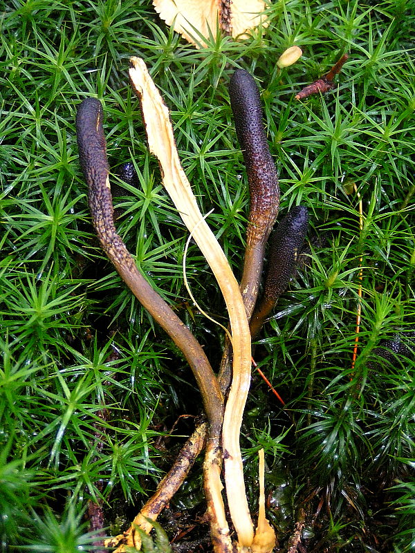 Housenice cizopasná (Tolypocladium ophioglossoides)