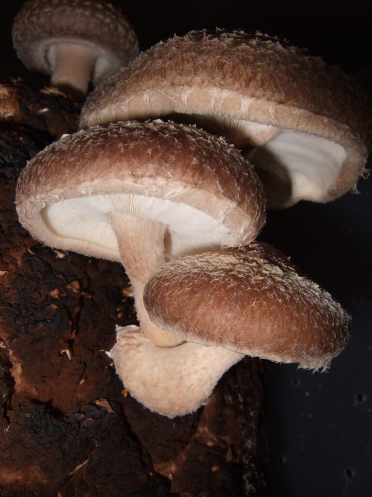 houževnatec jedlý (Lentinula edodes)