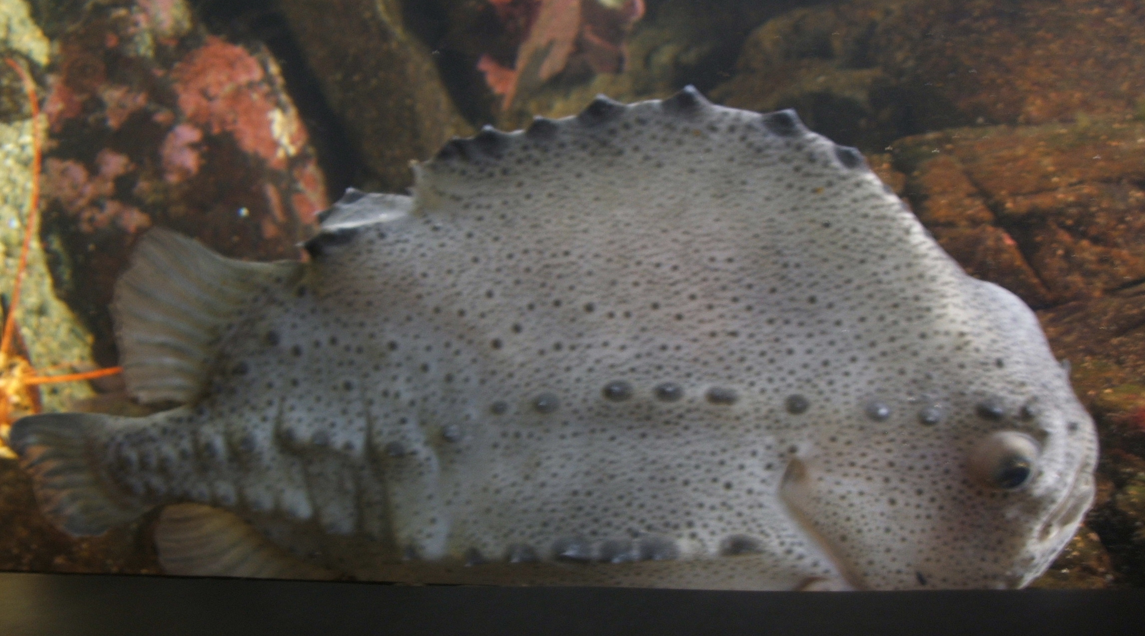 hranáč šedý (Cyclopterus lumpus)