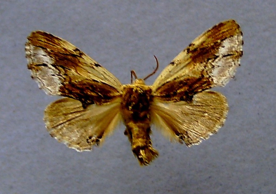 hřbetozubec břekový (Ptilodon cucullina)