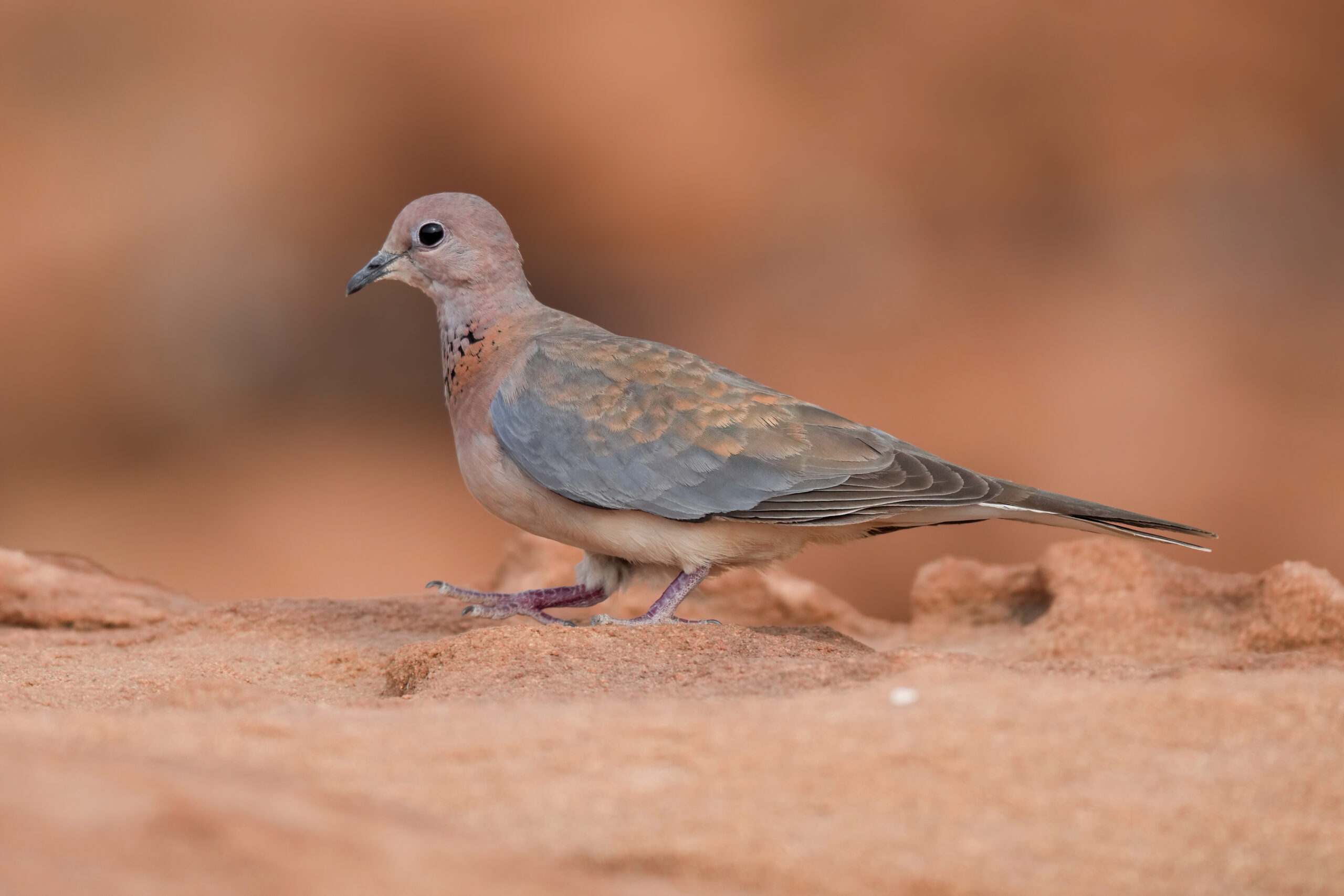 hrdlička senegalská (Spilopelia senegalensis)