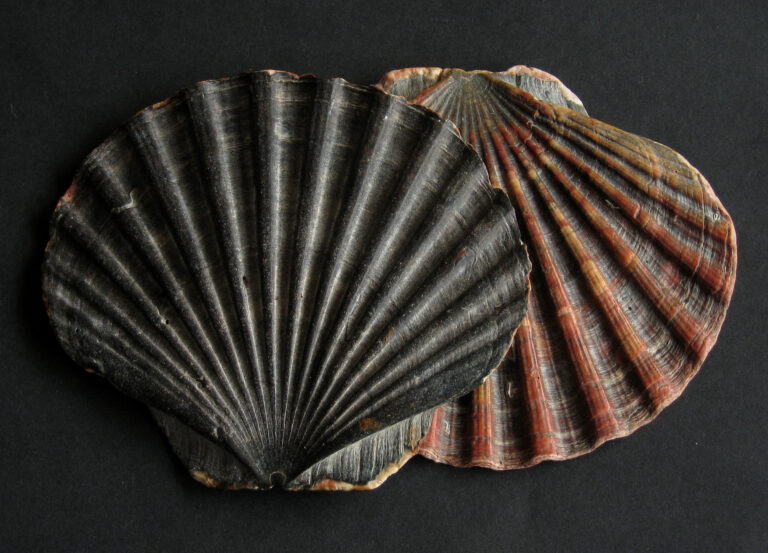 hřebenatka kuchyňská (Pecten maximus)
