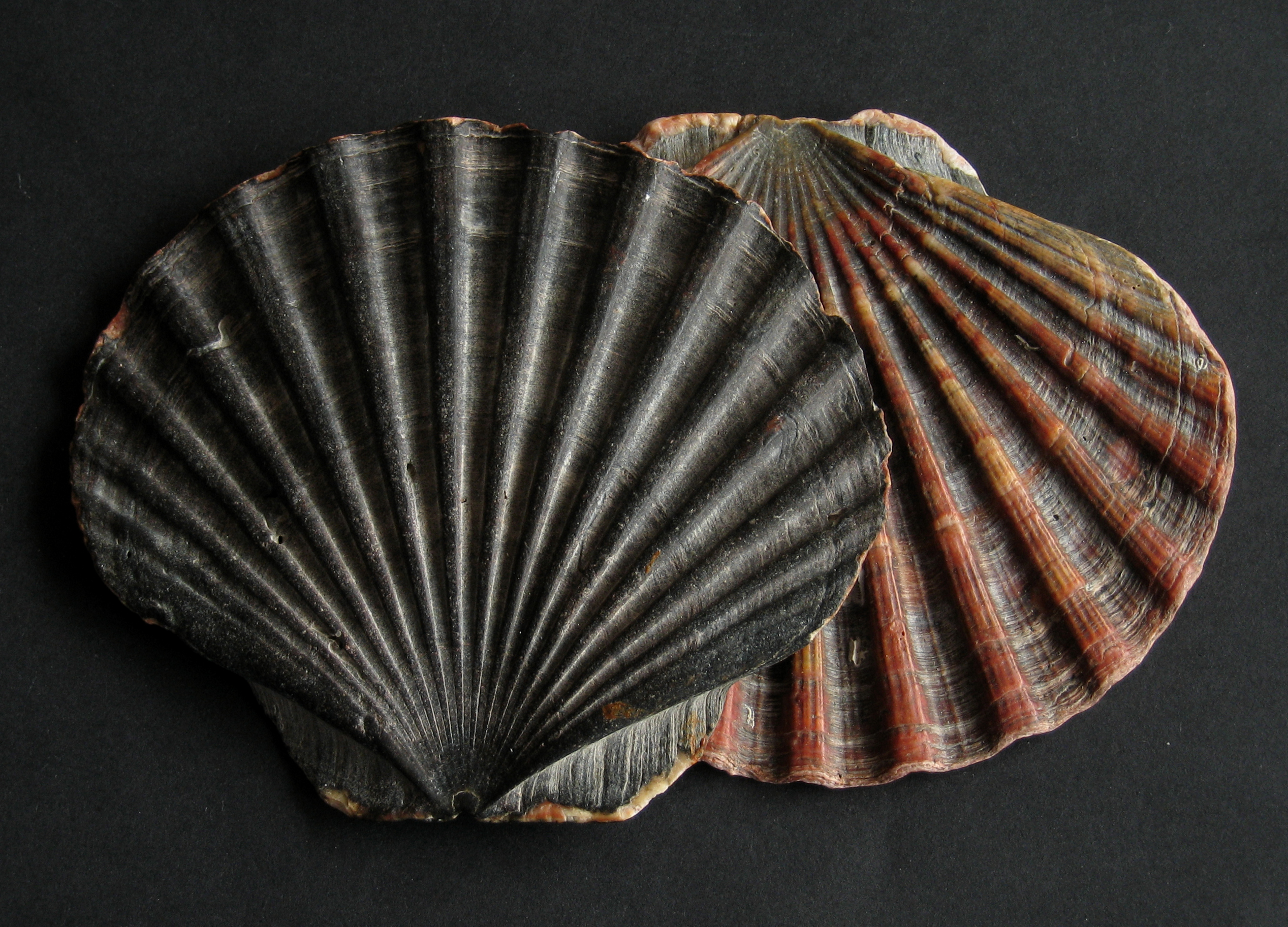 hřebenatka kuchyňská (Pecten maximus)