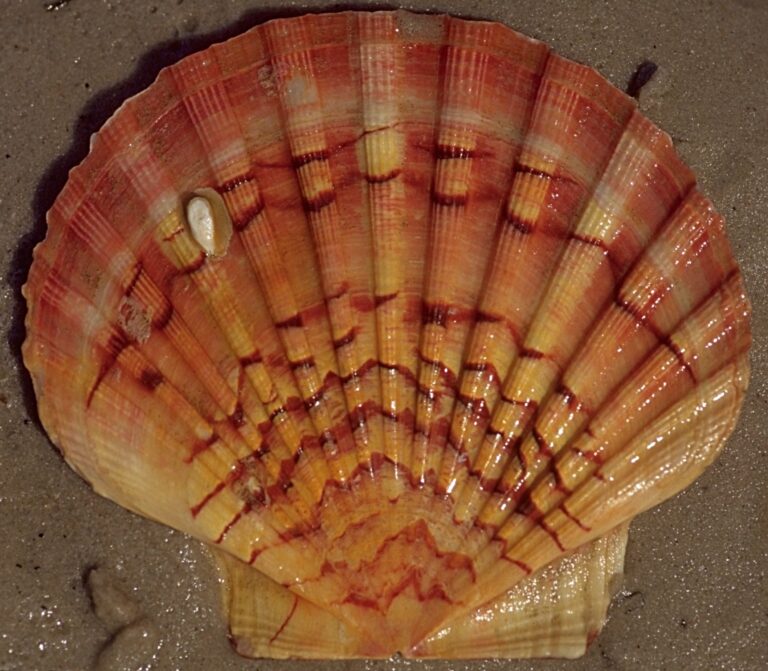 hřebenatka svatojakubská hřebenatka svatojakubská (Pecten jacobaeus)