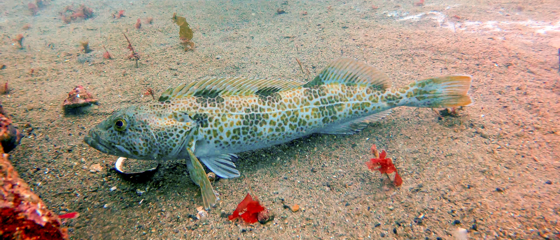 hřebeník velký (Ophiodon elongatus)