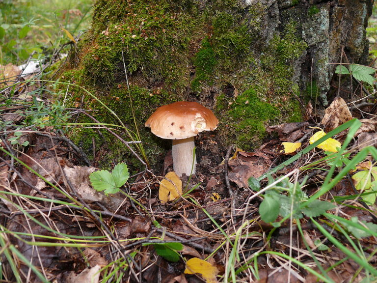 hřib březový (Boletus betulicola)