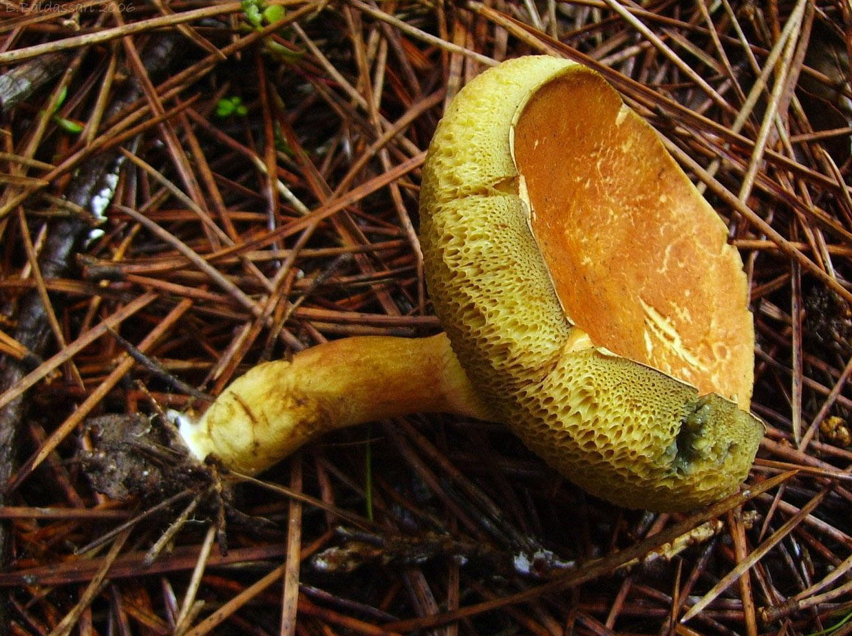 hřib broskvový (Rheubarbariboletus persicolor)