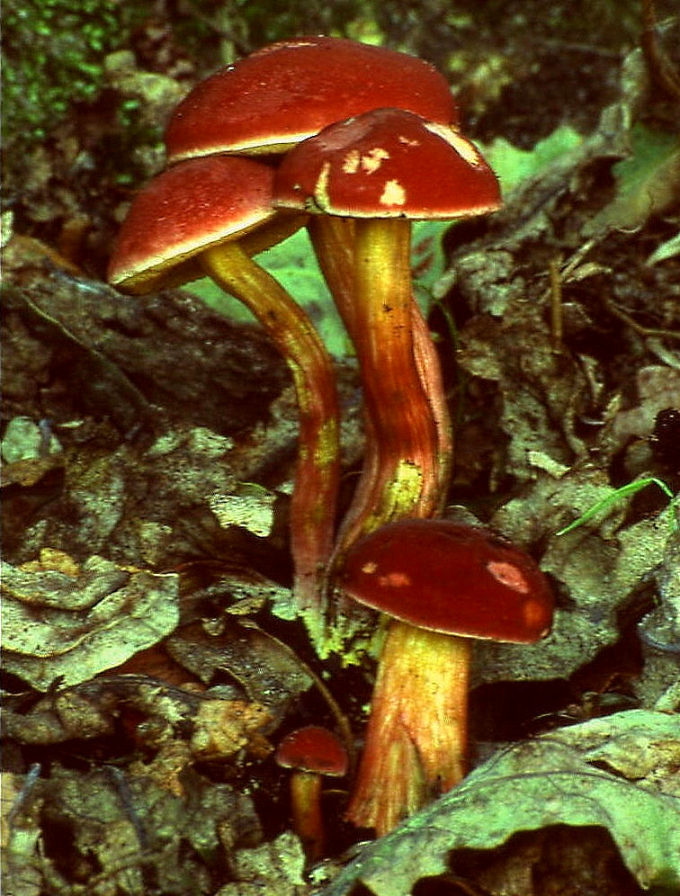 hřib červený (Hortiboletus rubellus)