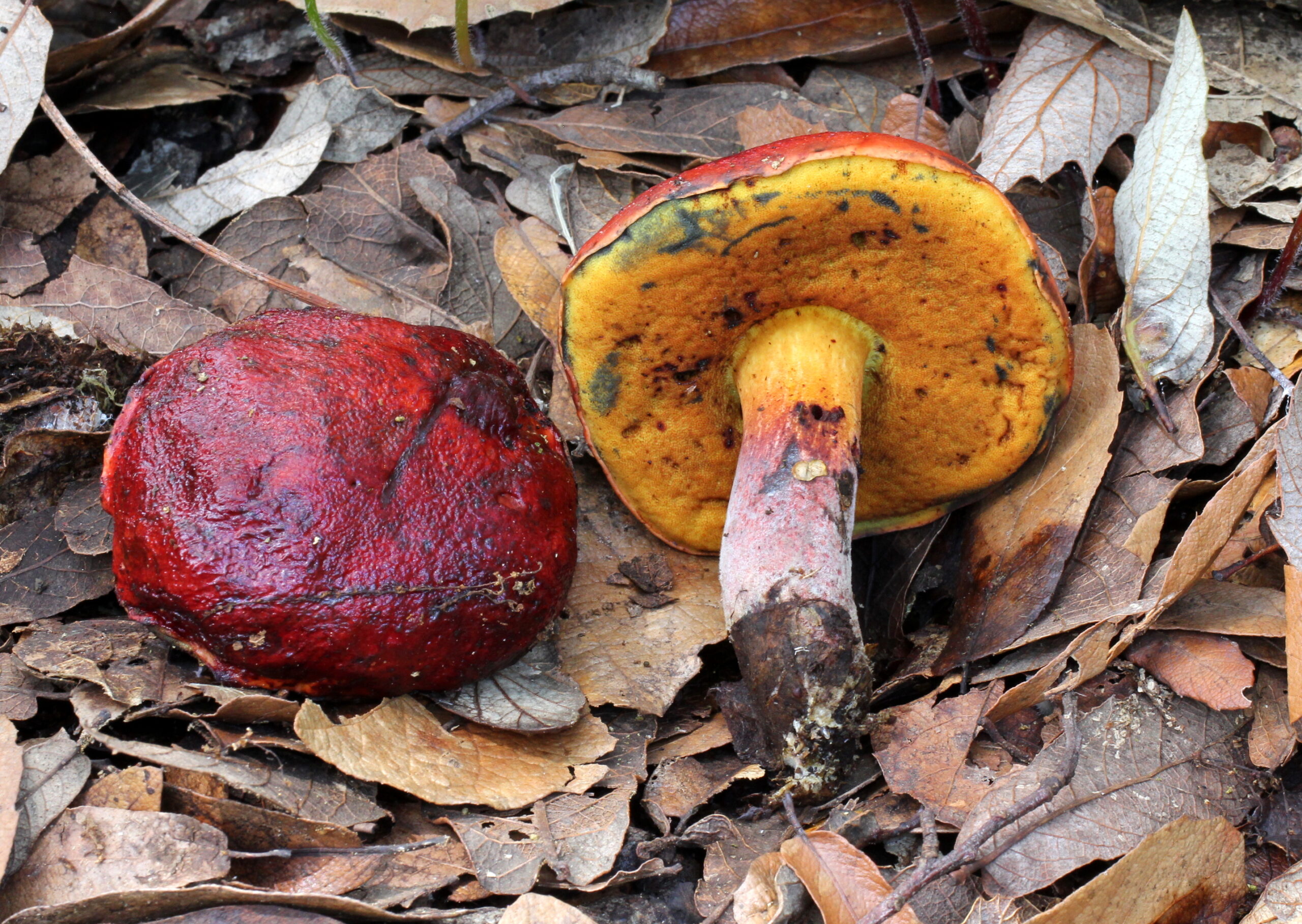 hřib Dupainův (Rubroboletus dupainii)