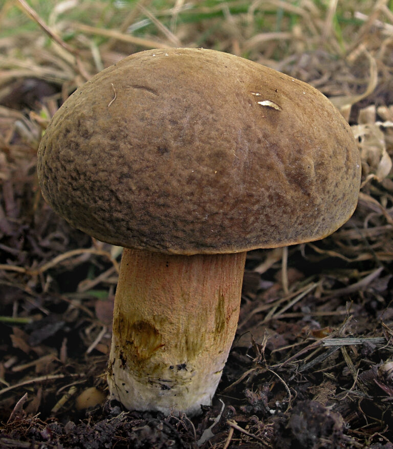 hřib Engelův (Hortiboletus engelii)