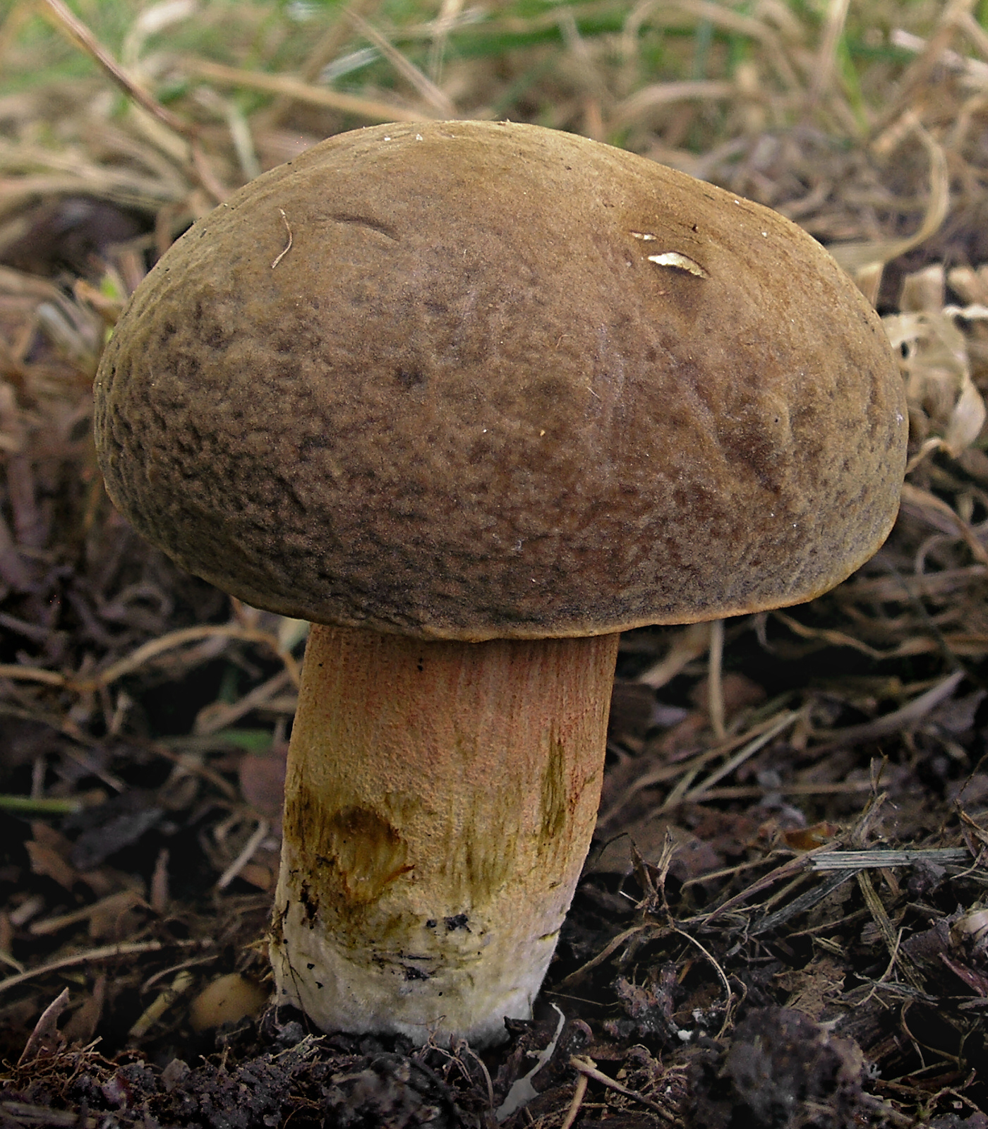 hřib Engelův (Hortiboletus engelii)