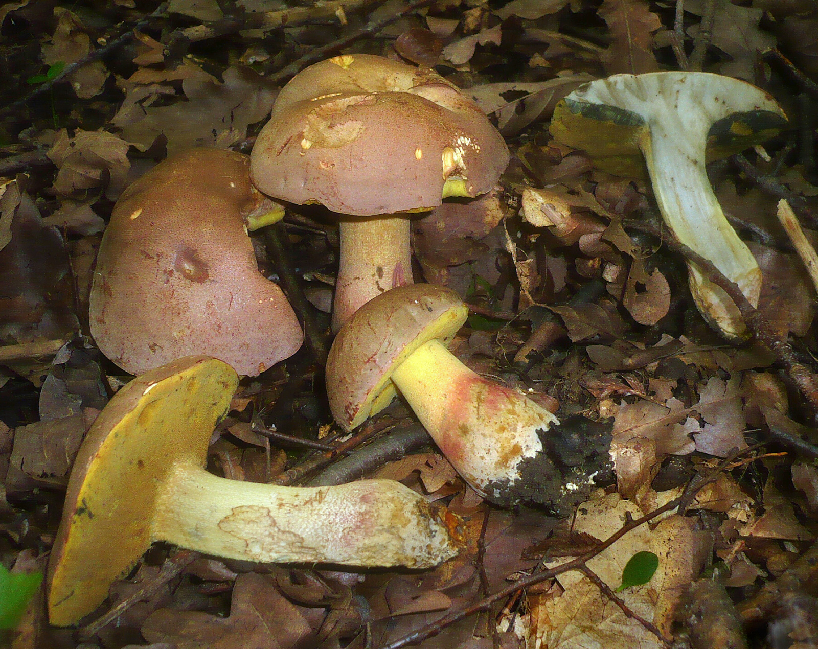hřib Fechtnerův (Butyriboletus fechtneri)