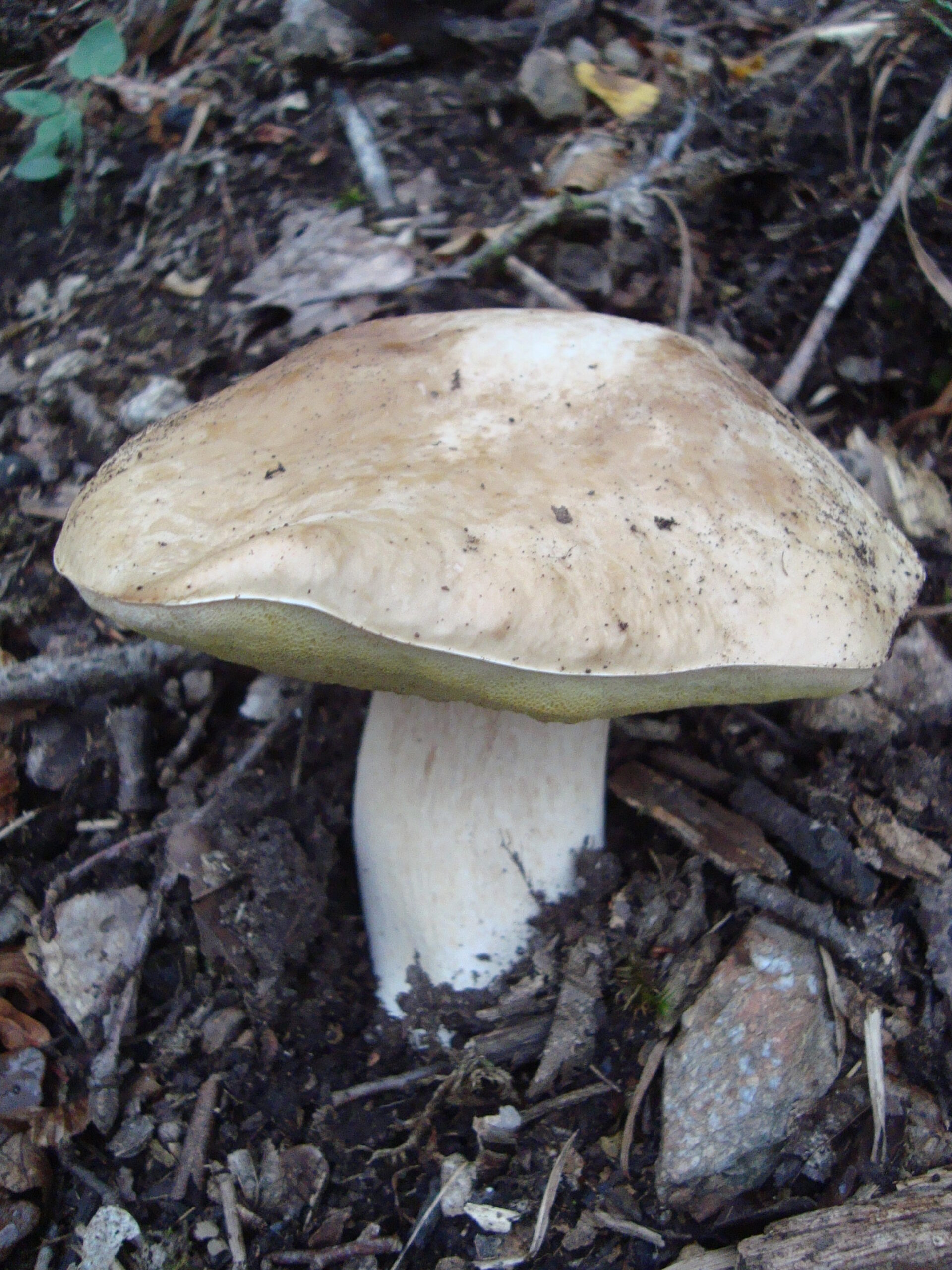 hřib habrový (Boletus carpinaceus)