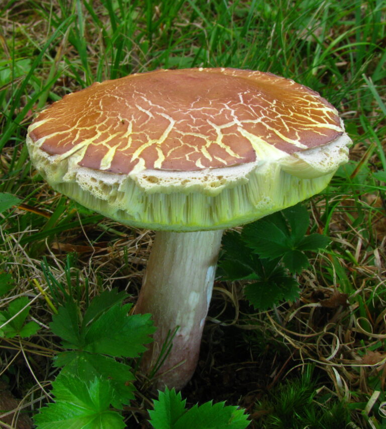 hřib hnědofialový (Xanthoconium separans)