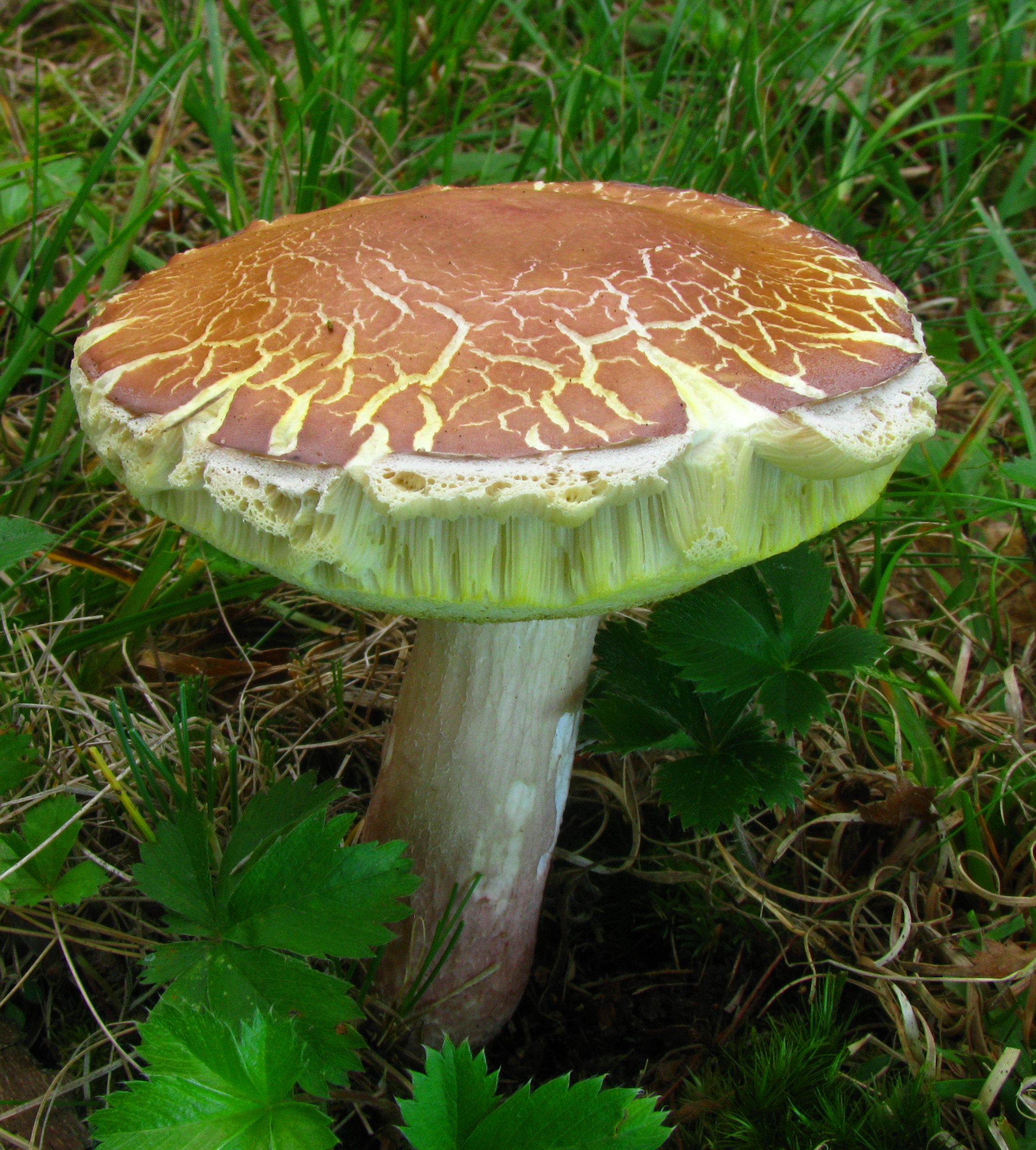 hřib hnědofialový (Xanthoconium separans)