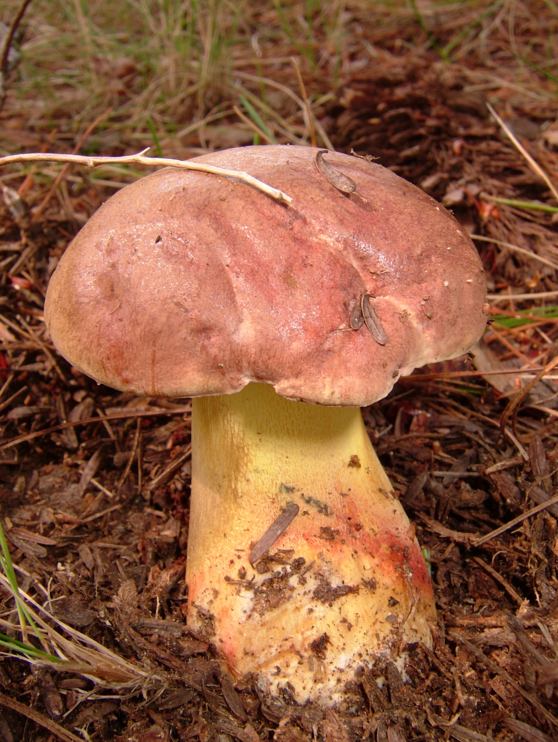 hřib hnědorůžový (Boletus speciosus)