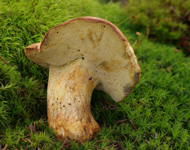 hřib horský (Butyriboletus subappendiculatus)