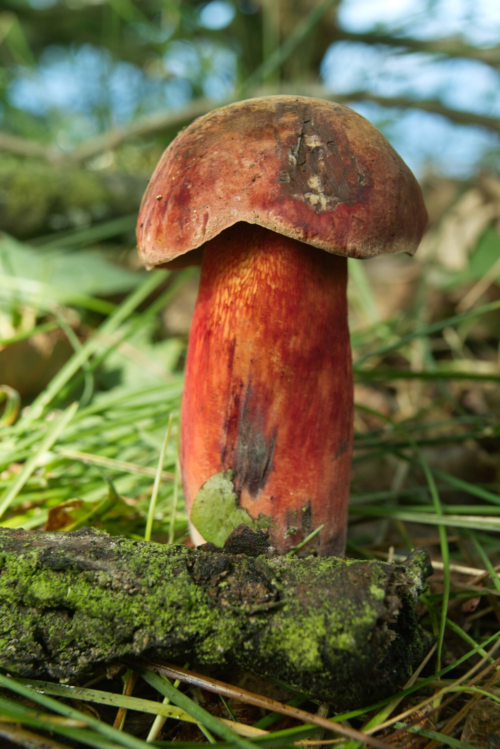 hřib kavkazský (Suillellus caucasicus)