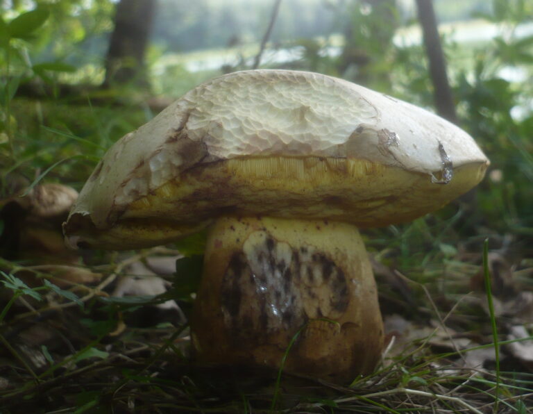 hřib Kluzákův (Caloboletus kluzakii)