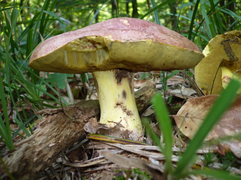 hřib královský (Butyriboletus regius)