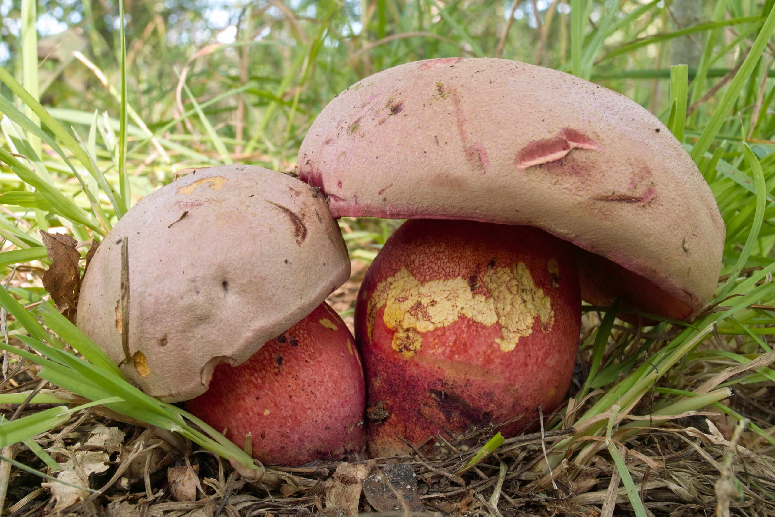 hřib Le Galové (Rubroboletus legaliae)