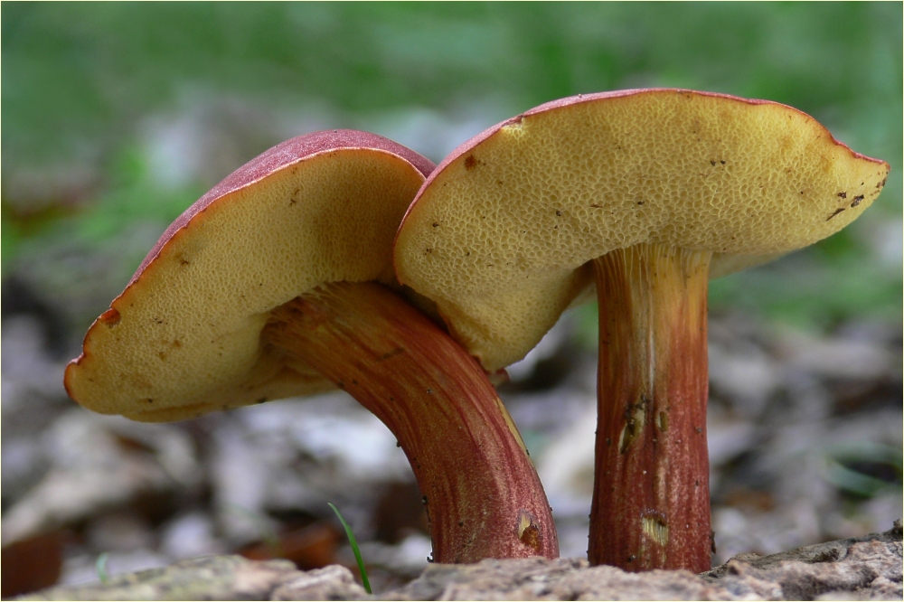 hřib malinový (Chalciporus amarellus)