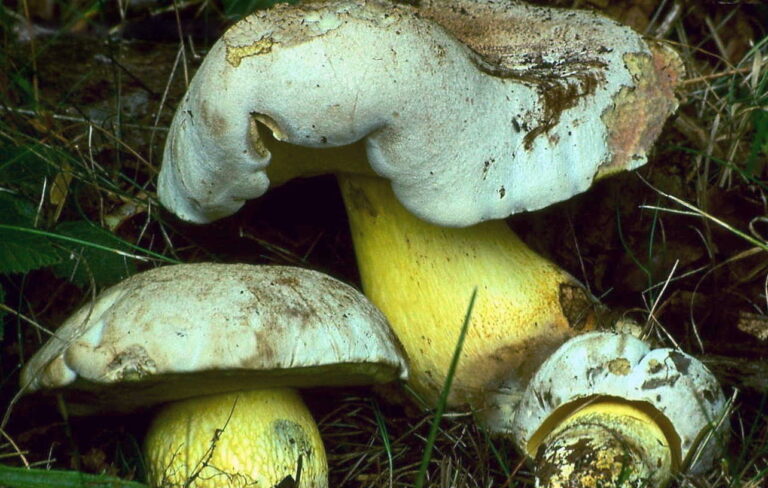 hřib medotrpký (Caloboletus radicans)