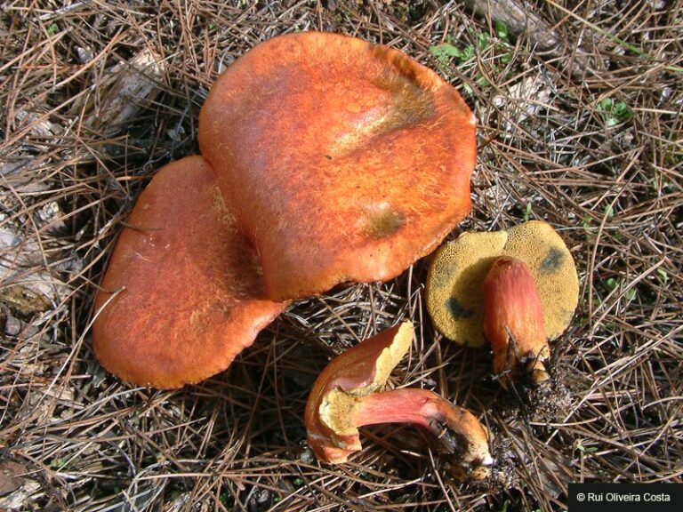 hřib meruňkový hřib meruňkový (Rheubarbariboletus armeniacus)