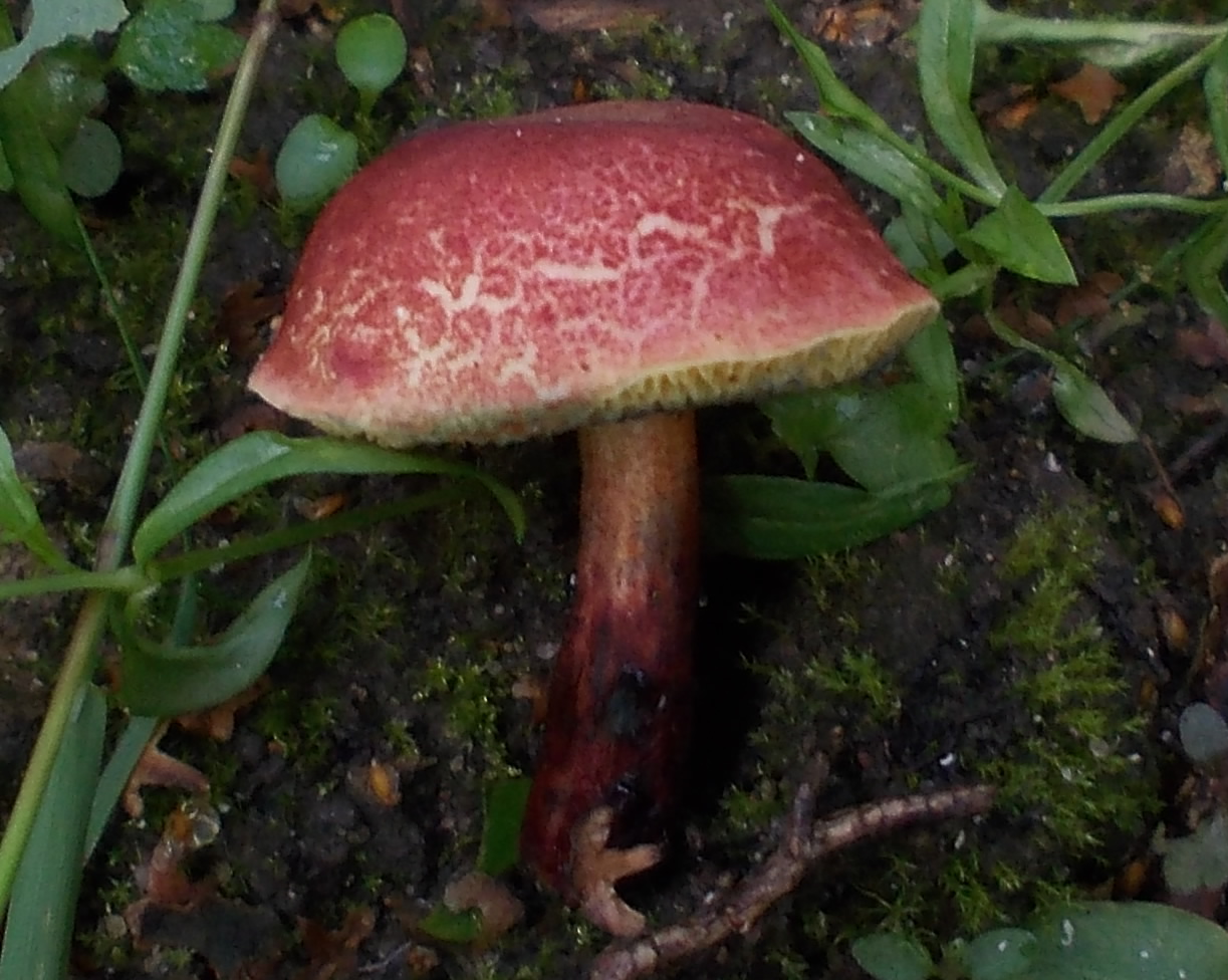 hřib mokřadní (Xerocomellus ripariellus)