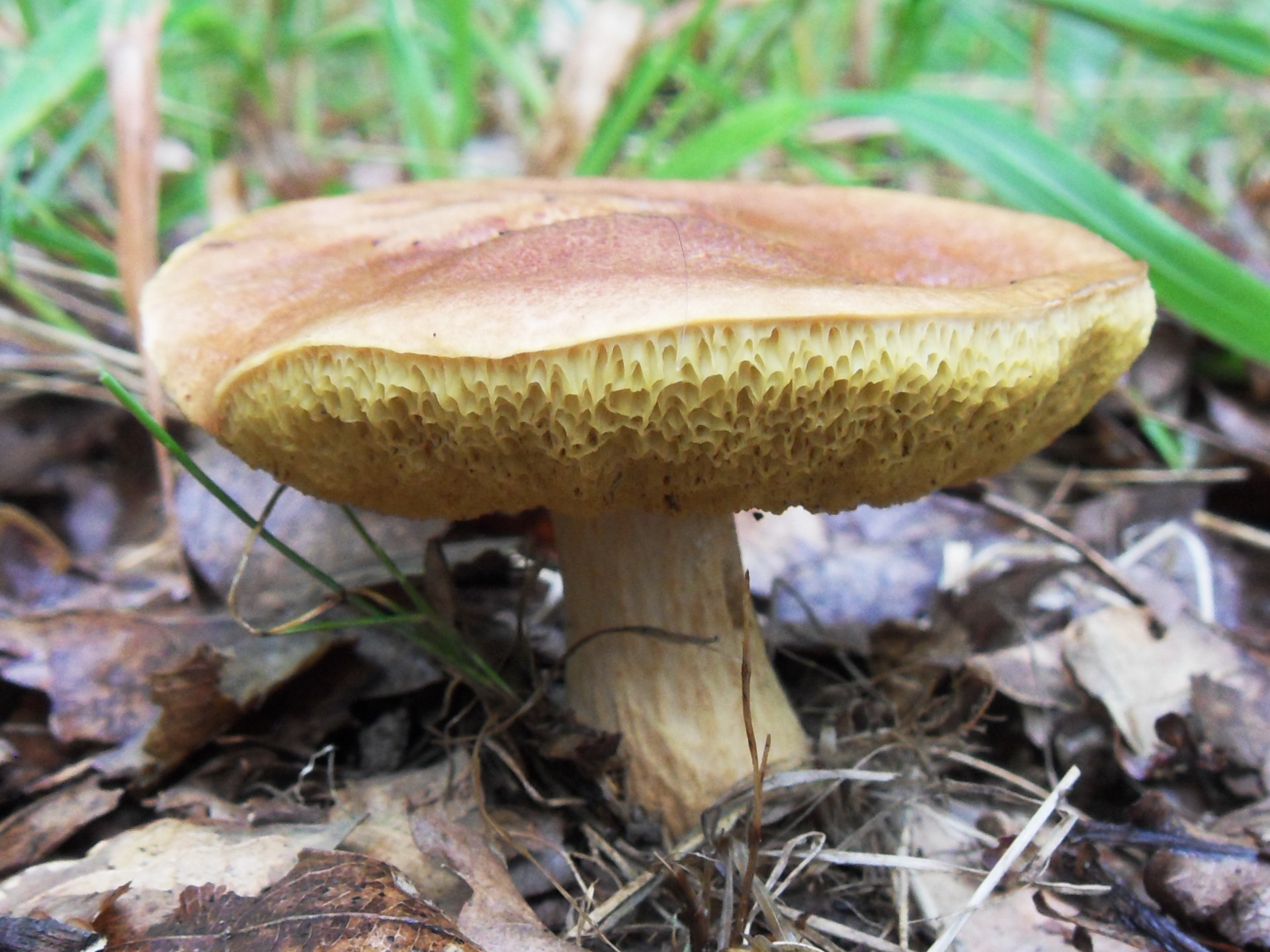 hřib moravský (Aureoboletus moravicus)
