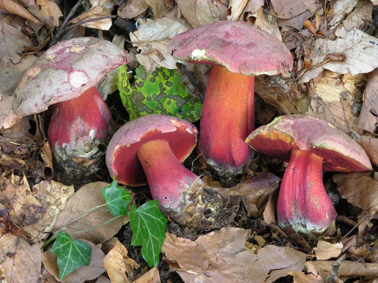 hřib Moserův (Rubroboletus rubrosanguineus)