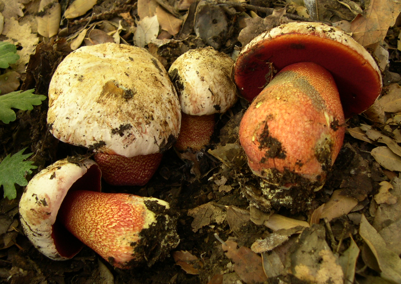 hřib nachový (Rubroboletus rhodoxanthus)