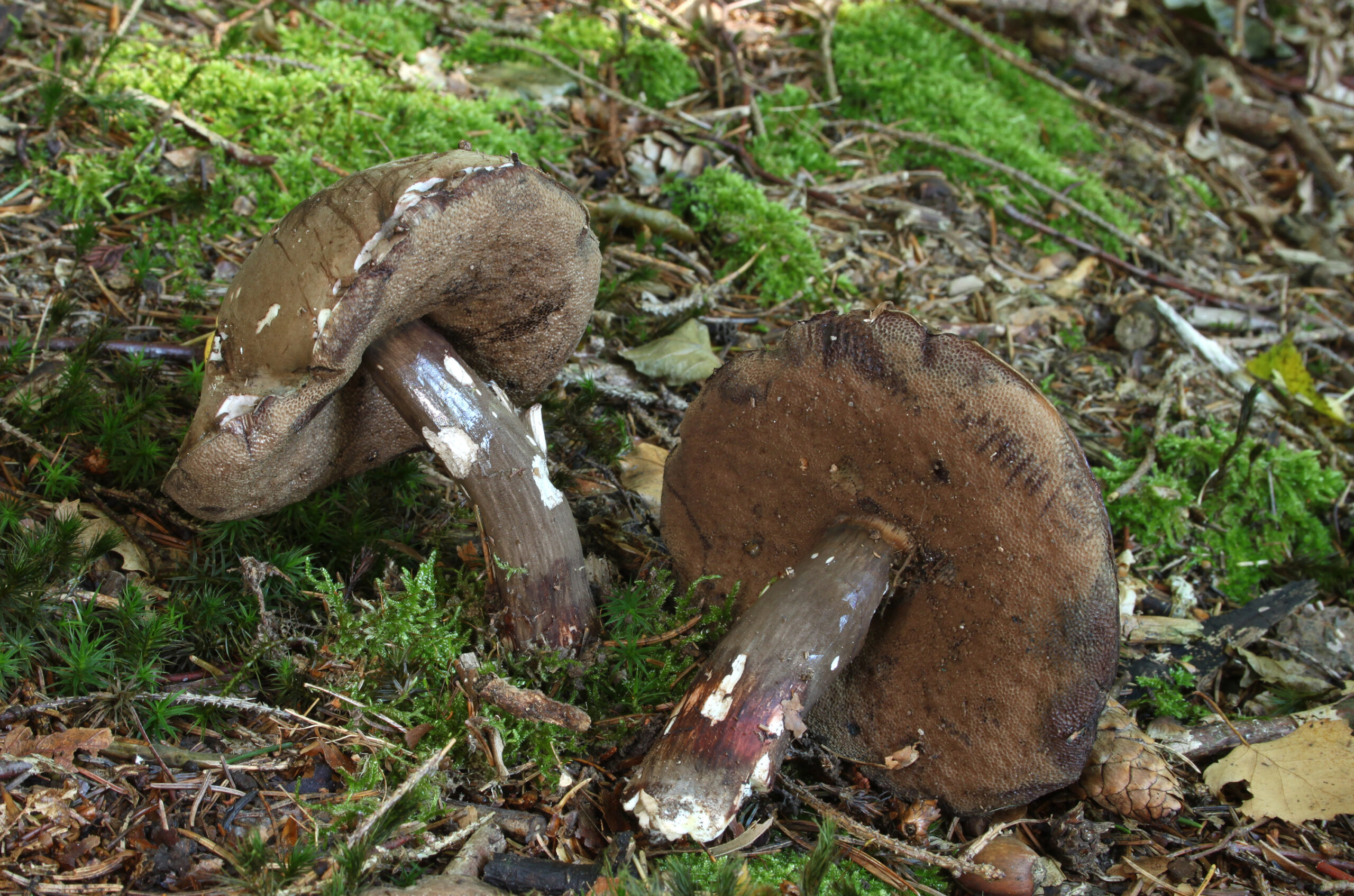 hřib nachovýtrusý (Porphyrellus porphyrosporus)