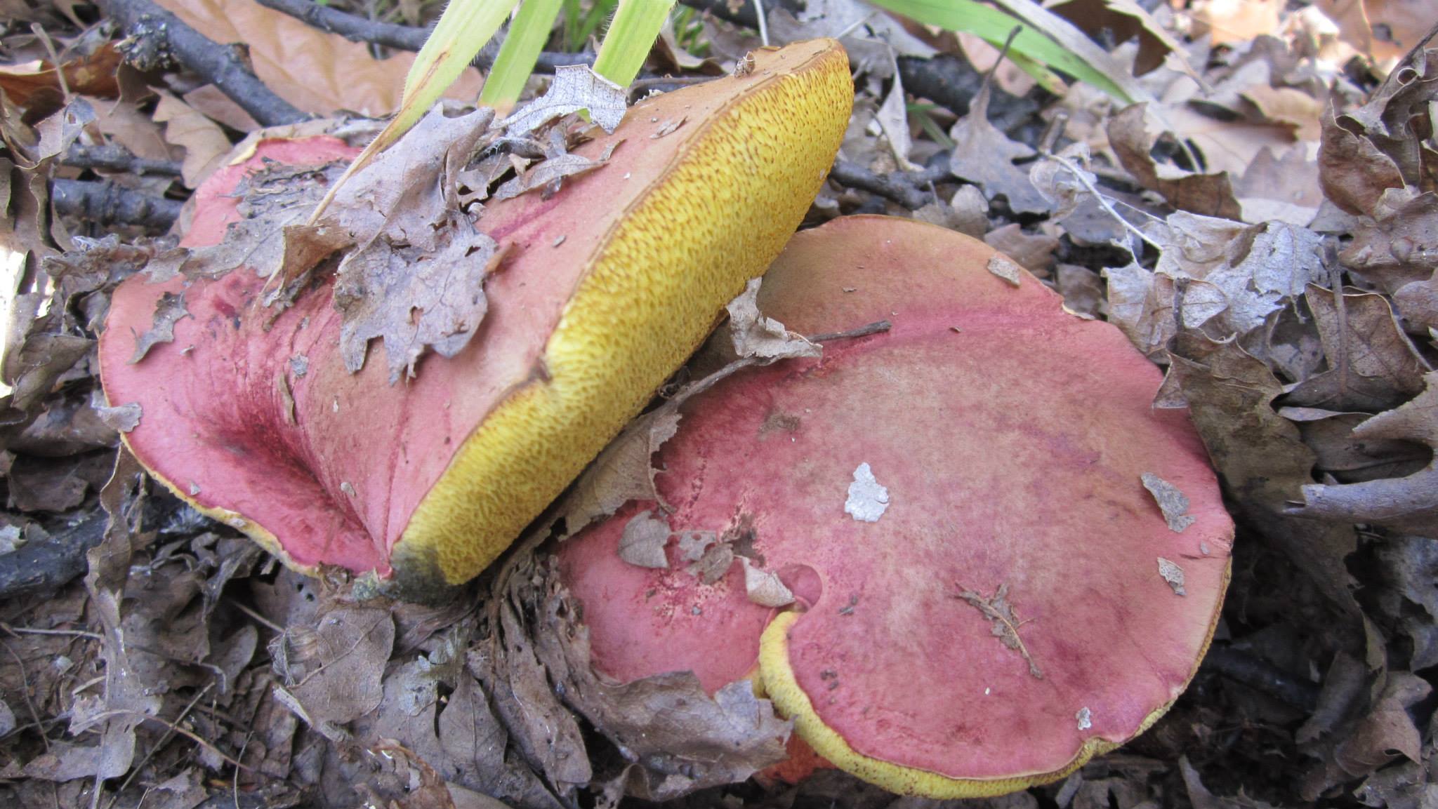 hřib nádherný (Boletus spretus)