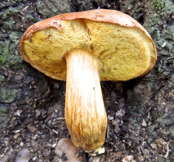 hřib naduřelý (Xerocomus tumidus)