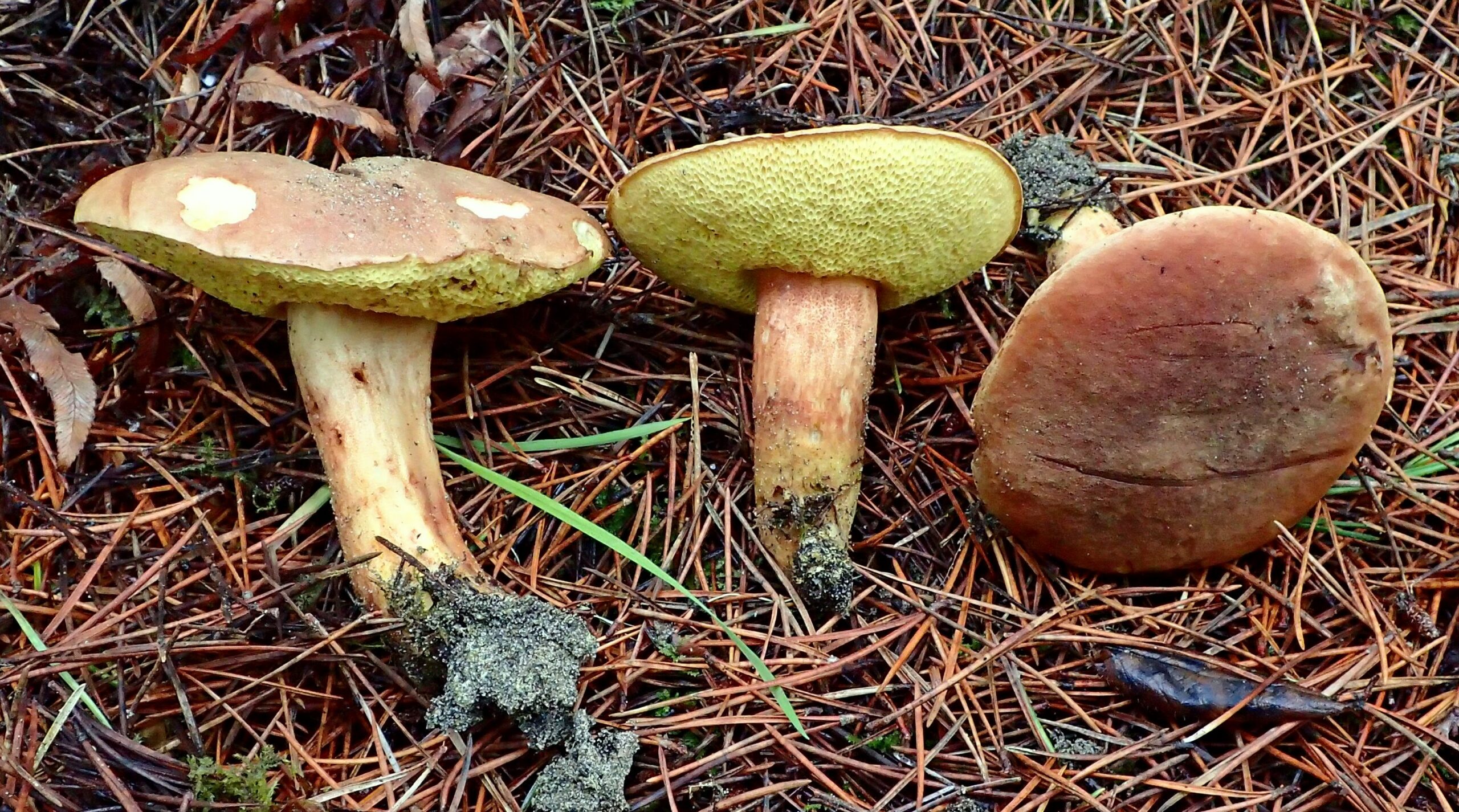 hřib osmahlý (Xerocomus ferrugineus)