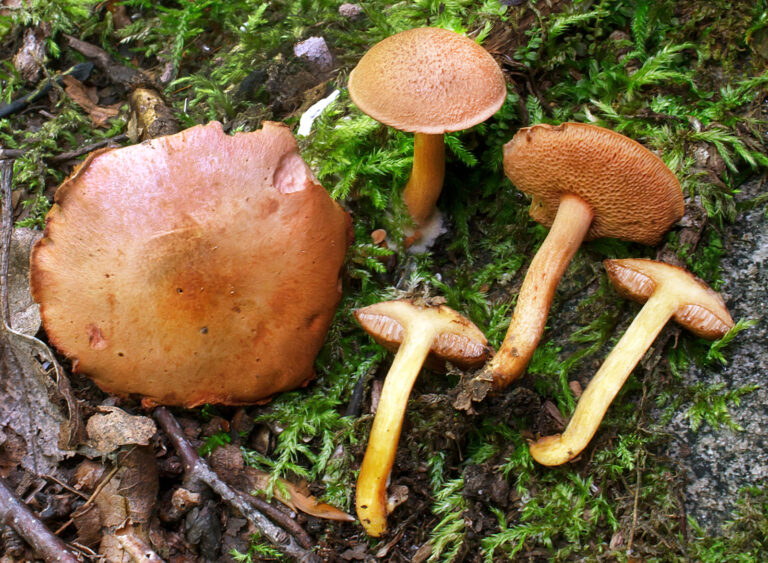 hřib peprný (Chalciporus piperatus)