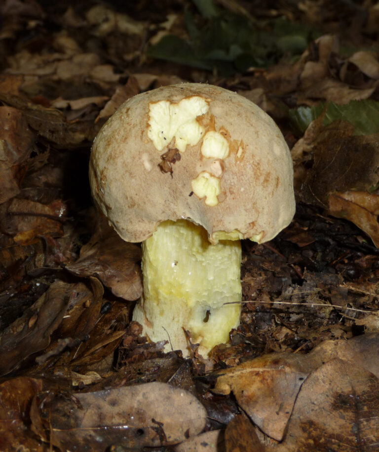 hřib plavý (Hemileccinum impolitum)